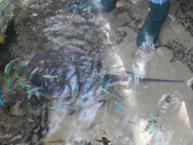 Фото Синепятнистый рифовый хвостокол