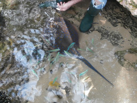 Фото Синепятнистый рифовый хвостокол