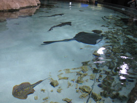 Фото Синепятнистый рифовый хвостокол