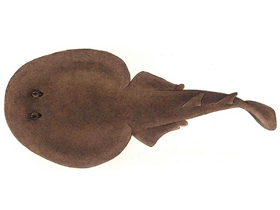 Фото Гетеронарка Гармана