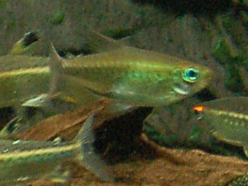 Фото Красноглазая тетра