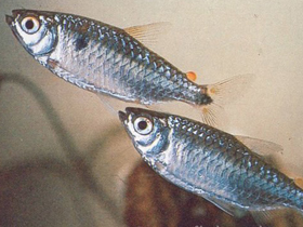 Фото Нигерийский брицин