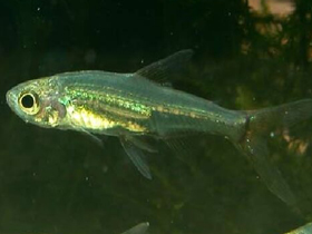 Фото Лепидарх Адонис