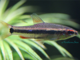 Фото Неолеб-крошка