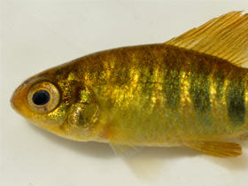 Фото Neolebias lozii