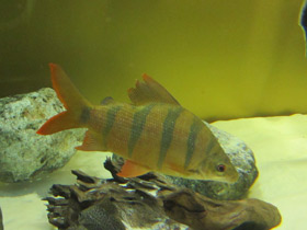 Фото Длинноносый дистиход