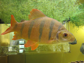 Фото Длинноносый дистиход