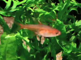 Фото Тетра аманда