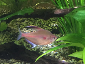 Смотреть фото Краснопятнистая тетра Фото Краснопятнистая тетра