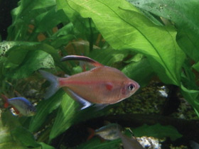 Смотреть фото Краснопятнистая тетра Фото Краснопятнистая тетра
