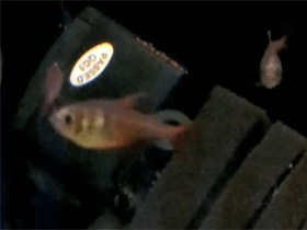 Фото Огненная тетра