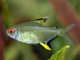 Фото Лимонная тетра