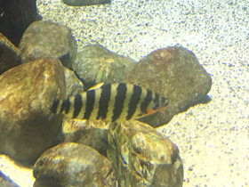 Смотреть фото Полосатый лепоринус Фото Полосатый лепоринус