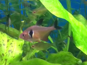 Фото Черный фантом