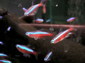 Смотреть фото Красный неон Фото Красный неон