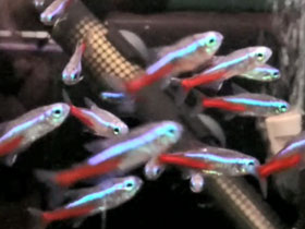 Смотреть фото Голубой неон Фото Голубой неон