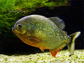 Смотреть фото Обыкновенная (краснобрюхая) пиранья Фото Обыкновенная (краснобрюхая) пиранья