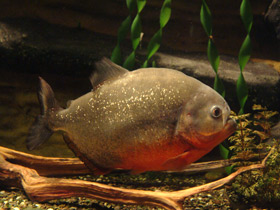 Смотреть фото Обыкновенная пиранья Фото Обыкновенная пиранья