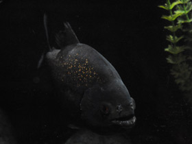 Смотреть фото Обыкновенная пиранья Фото Обыкновенная пиранья