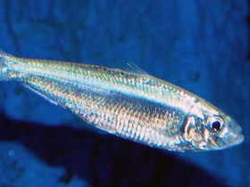 Фото Абрауская тюлька