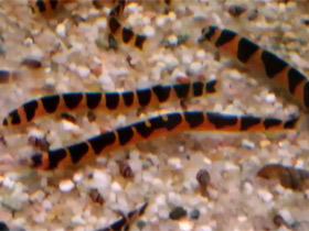 Смотреть фото Акантофтальмус Кюля Фото Акантофтальмус Кюля