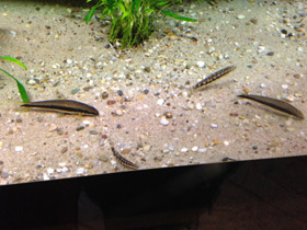 Смотреть фото Карликовая боция Фото Карликовая боция