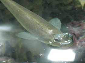 Смотреть фото Бразильская четырехглазка Фото Бразильская четырехглазка