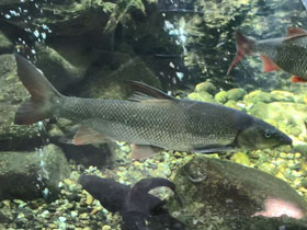 Фото Обыкновенный усач