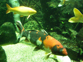 Фото Карп кои