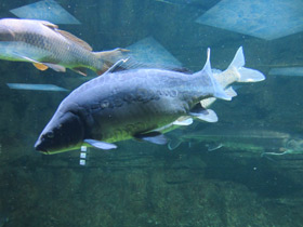 Смотреть фото Обыкновенный карп Фото Обыкновенный карп