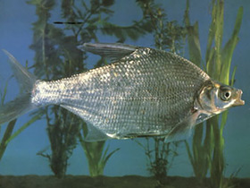 Фото Чёрный амурский лещ