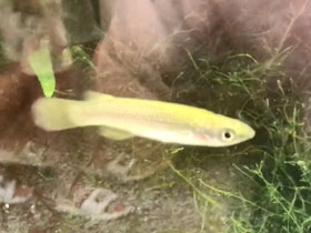 Фото Мадагаскарский пахипанхакс