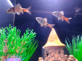 Смотреть фото Алый барбус Фото Алый барбус