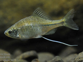 Фото Обыкновенный горчак