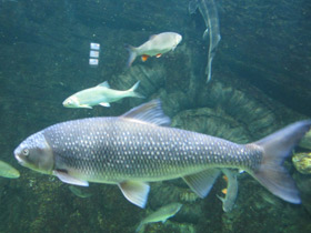 Смотреть фото Вырезуб Фото Вырезуб