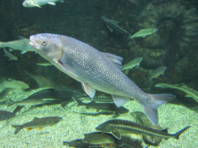 Смотреть фото Вырезуб Фото Вырезуб