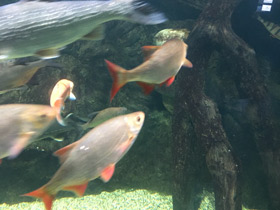 Смотреть фото Краснопёрка Фото Краснопёрка