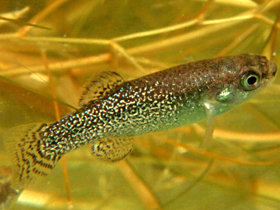 Фото Афаниус сахара