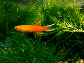 Смотреть фото Южный афиосемион Фото Южный афиосемион