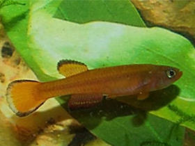 Фото Aphyosemion passaroi