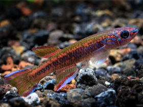 Фото Афиосемион примигениум