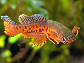 Фото Fundulopanchax fallax