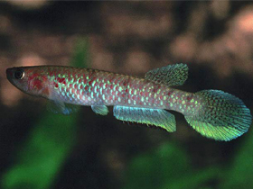 Фото Nimbapanchax petersi