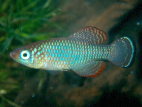 Фото Нотобранхиус лоуренса