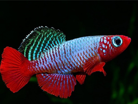 Фото Красноплавничный нотобранхиус