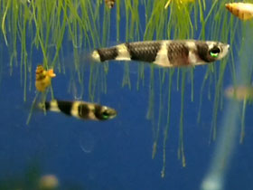 Фото Факельный эпиплатис