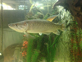 Смотреть фото Тригонектес аплохейлодес Фото Тригонектес аплохейлодес