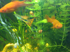 Смотреть фото Меченосец Фото Меченосец