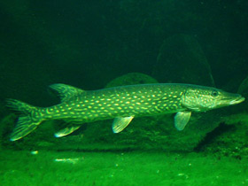 Фото Храбрецы и трусы