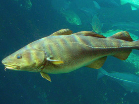 Смотреть фото Атлантическая треска Фото Атлантическая треска